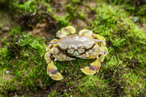 istock Spotted moon crab or Ashtoret lunaris on a mossy coral reef 1858559710