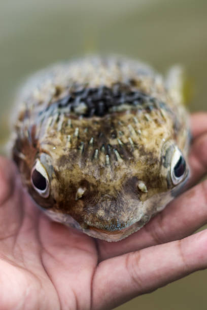 istock Saltwater fish - Puffer fish in hand 1858563372