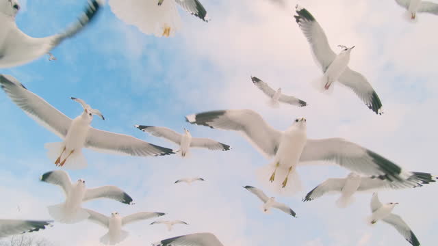 Seagulls Catch the Bread in Flight - Slow Motion