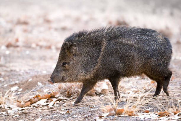 istock Javelina (collared peccary) walking on farm road. 1858573731