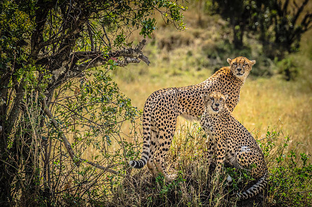 Two cheetahs in the wild