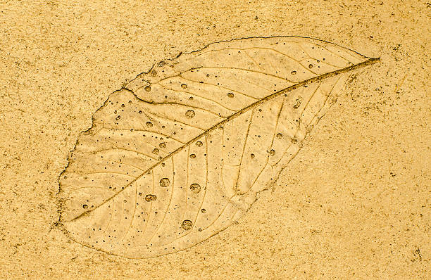 istock Imprint leaf on cement floor background 185858447