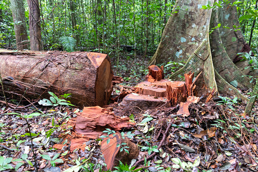 Stump and trunk of a freshly cut tree in the brazilian Amazon rainforest in a sustainable forest management project, a way to to harvest timber from the rainforest without causing deforestation.