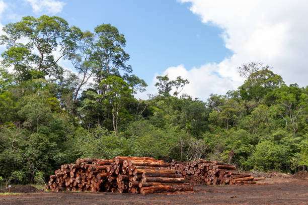 istock Piles of logs extracted from Amazon rainforest 1858587600