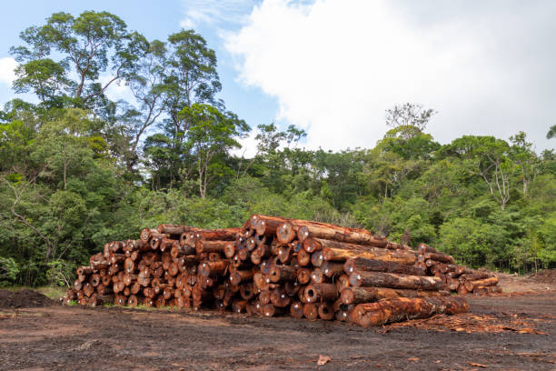 istock Piles of logs extracted from Amazon rainforest 1858587609