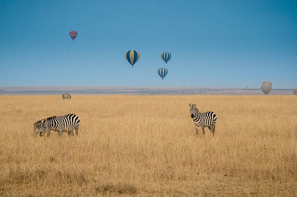 zebras in the savannah with hot air balloons raising