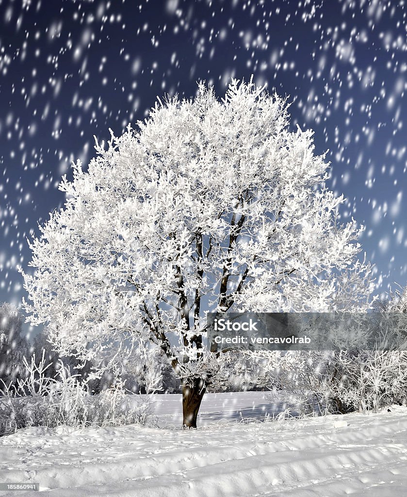 Winter landscape Winter landscape with frozen tree Landscape - Scenery Stock Photo