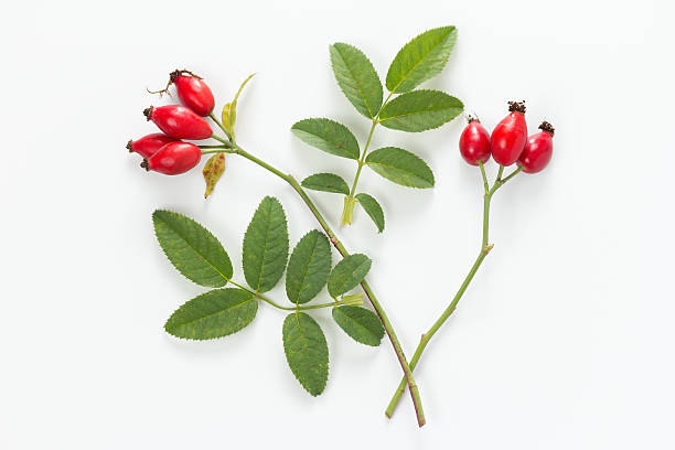 Rosehip (Canine Rose) Rose hips with leaves rose hip stock pictures, royalty-free photos & images