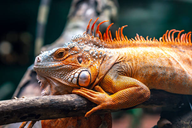 istock Common iguana is resting on a tree in its habitat 1858626563