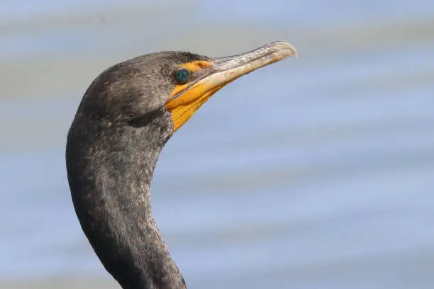 The odd looking head of a Double Crested Cormorant at BTL park in Belize City, Belize.