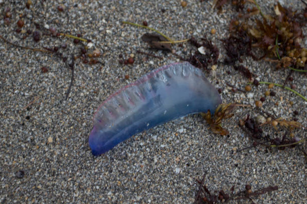 istock Sealife at Coral Cove Park, Tequesta, Florida 1858642673