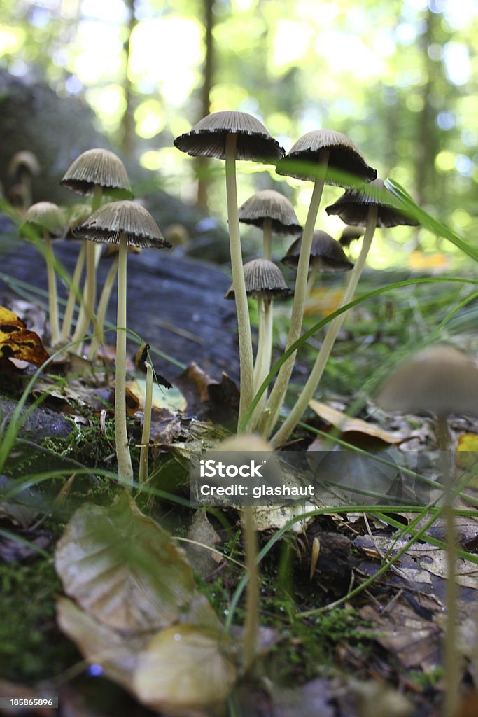 Alguns cogumelos em forrest chão - Foto de stock de Bosque - Floresta royalty-free