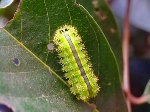 butterfly caterpillar Papilio machaon on a forest plant on a summer day