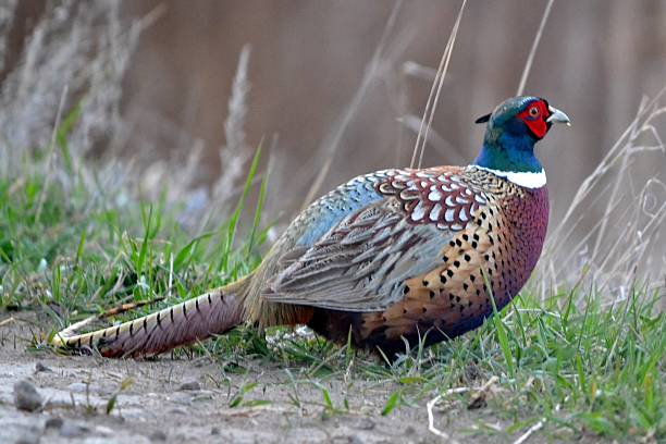 Pheasant in waiting. stock photo