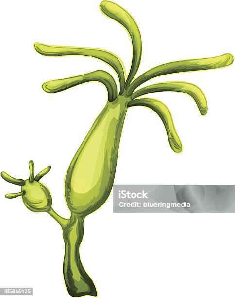 Ilustración de Hydra y más Vectores Libres de Derechos de Brote - Brote, Reproducción asexual, Hermafrodita