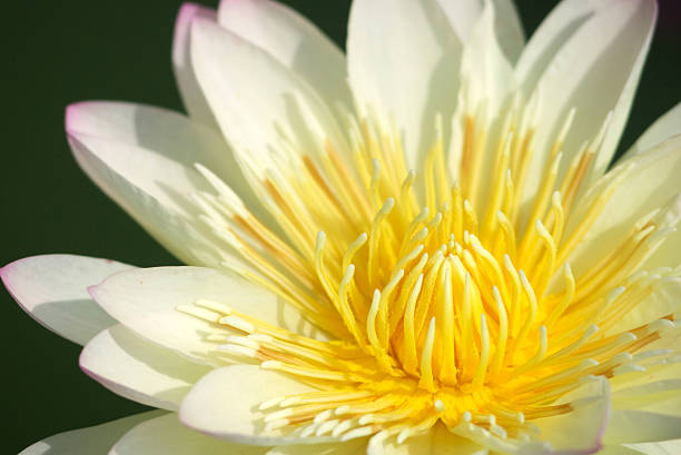 istock lotus flower blooming 185866919