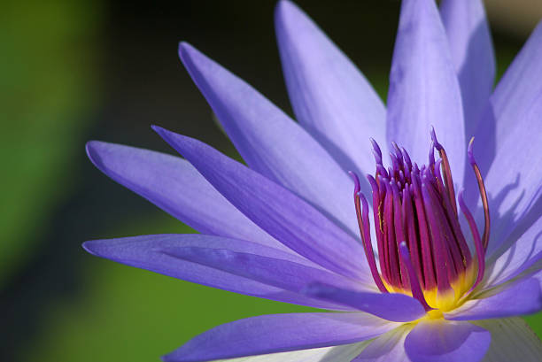 purple lotus stock photo