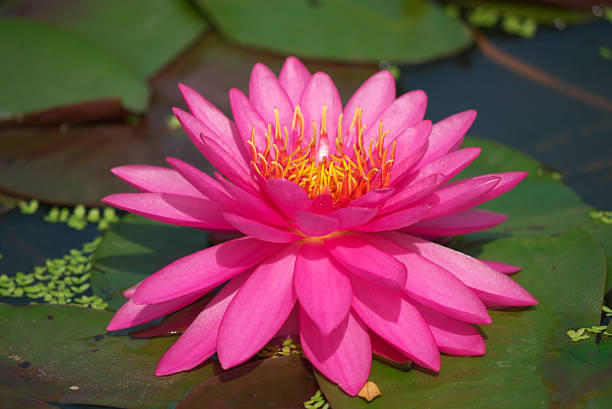 pink lotus blooming stock photo