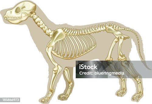 1,806 Dog Skeleton Illustrations & Clip Art - iStock | Dog skeleton vector