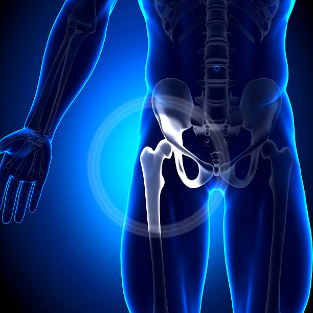 istock Hip Joint Femur - Anatomy Bones 185867046