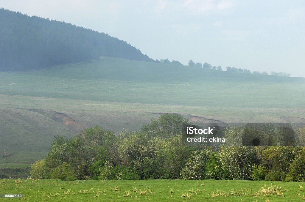 El verano. - Foto de stock de Aire libre libre de derechos