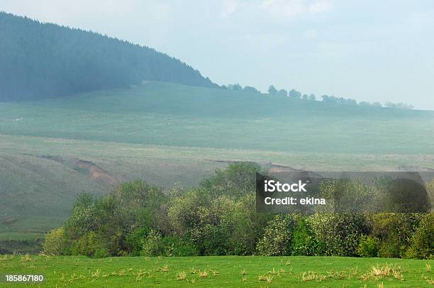 Verão - Fotografias de stock e mais imagens de Amanhecer - Amanhecer, Ao Ar Livre, Arbusto