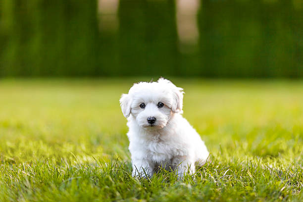 Puppy in a gras Cute puppy of the Coton de Tuléar playing on the grass. coton de tulear stock pictures, royalty-free photos & images