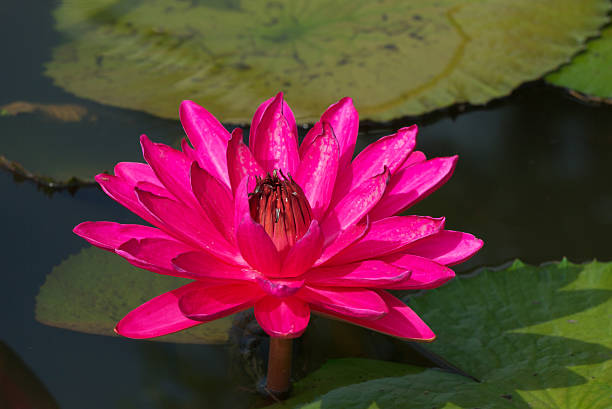 pink lotus stock photo