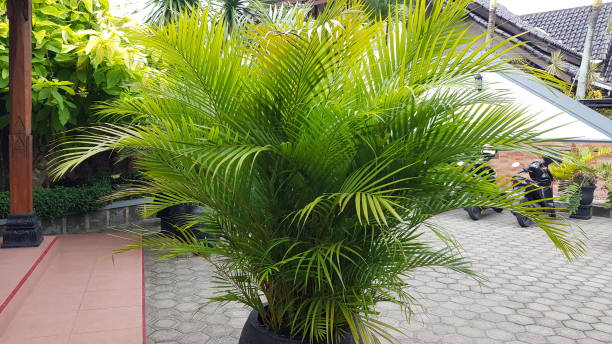 istock relaxing garden with ornamental plants 1858677632