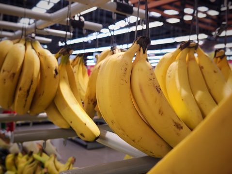 Large group of banana, bunch of cavendish banana on display at market. Bananas hanging on display