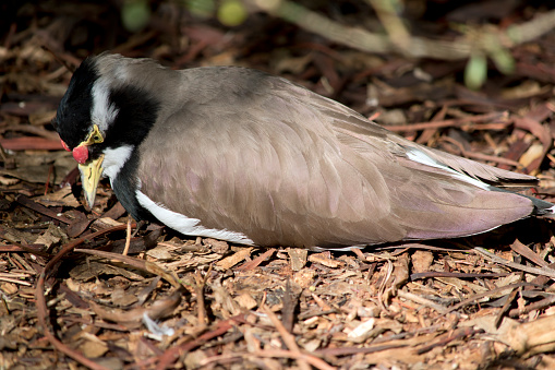 The Banded Lapwing is a large plover with a broad black breast band and white throat. The upperparts are mainly grey-brown with white underparts. There is a black cap and broad white eye-stripe, with a yellow eye-ring and bill and a small red wattle over the bill. The legs are pinkish-grey.