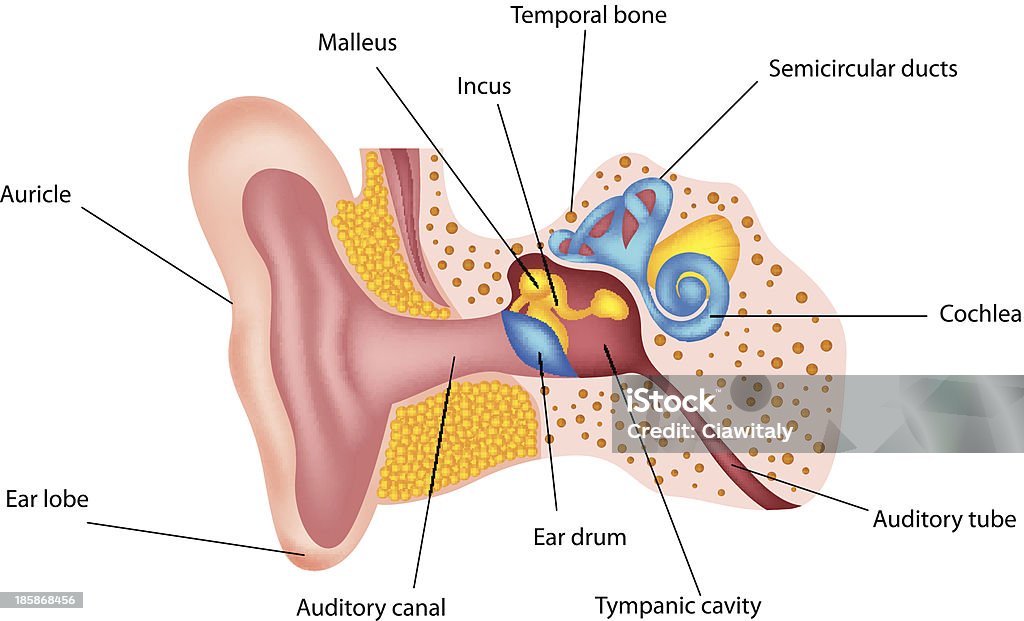 Anatomii ludzkiego ucha - Grafika wektorowa royalty-free (Anatomia człowieka)