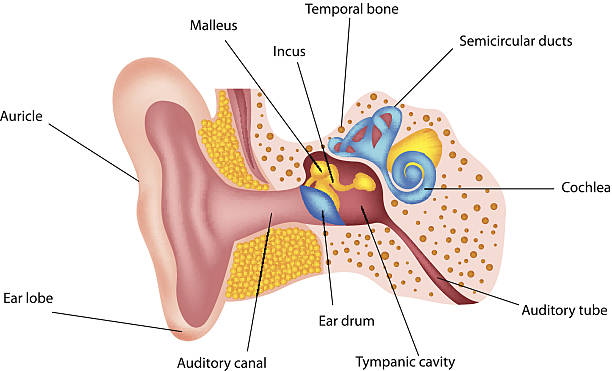 Anatomia do ouvido Humano - ilustração de arte vetorial