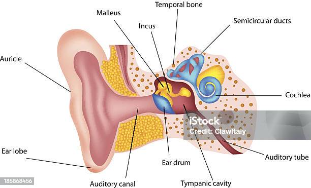 Vetores de Orelha Humana Anatomia e mais imagens de Anatomia - Anatomia, Orelha, Barulho