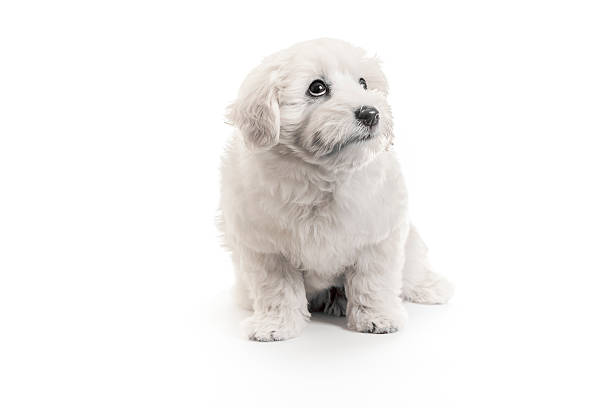 Puppy looking guilty stock photo
