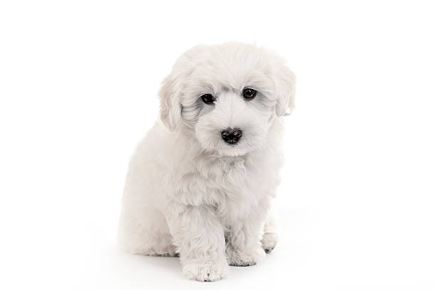Cute puppy Cute puppy of the Coton de Tuléar. Studio shot on white background. coton de tulear stock pictures, royalty-free photos & images