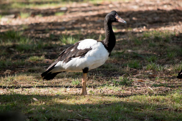 istock this is a side view of a magpie goose walking in the grass 1858686383