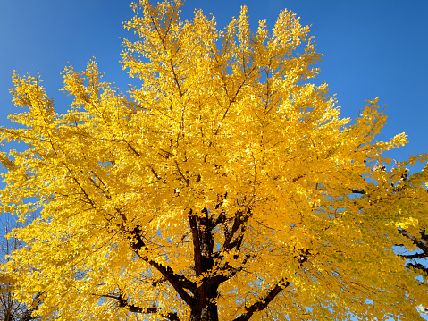ginkgo tree with yellow leaves
