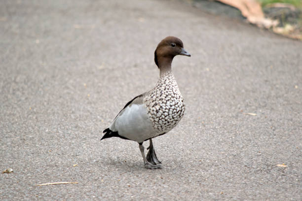 istock the male australian wood duck is walking on a path 1858687480