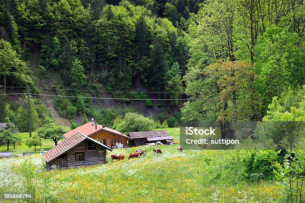 보기 방식을 Jungfraujoch Town 측면 0명에 대한 스톡 사진 및 기타 이미지 - 0명, 계곡, 과꽃