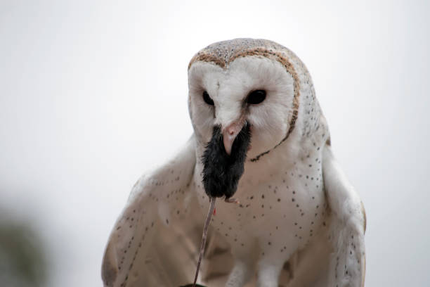 istock the barn owl is eating a black rat 1858687953