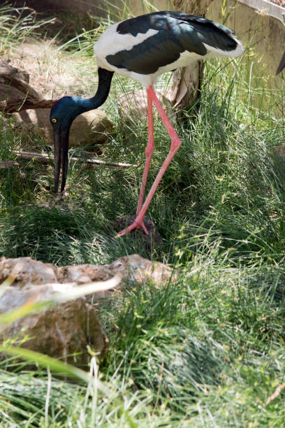 istock this is a side view of a female black necked stork 1858688466