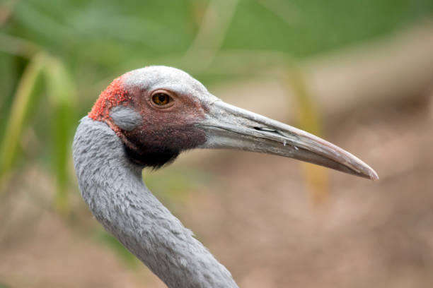 The Brolga is a pale grey colour with an obvious red to orange patch on their head with a black dewlap (piece of skin) hanging underneath their chin.