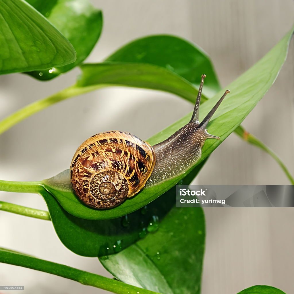 Caracol - Foto de stock de Animal royalty-free