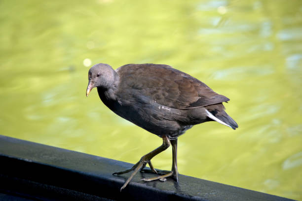 istock the bush hen is walking on a peir 1858690565