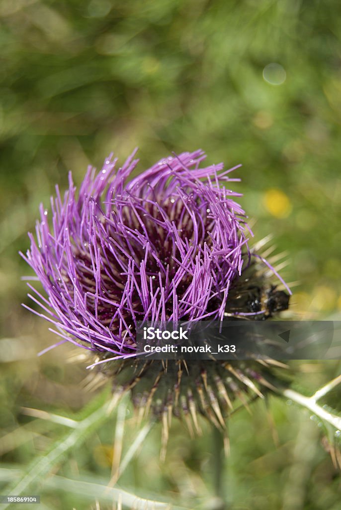 Marian thistle flower (Silybum marianum) Silybum marianum. Milk thistle has been used medicinally for over 2000 years, most commonly for the treatment of liver and gallbladder disorders. Close-up Stock Photo
