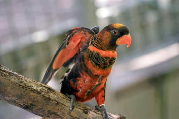 istock the dusky lory is flapping its wings about to take off 1858692672