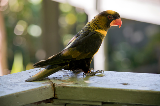 the chatting lory is a black and yellow bird with an orange beak