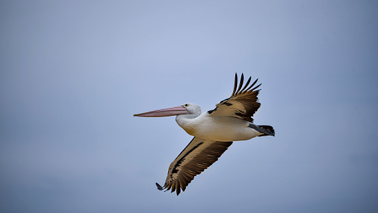 Pelican flying above the water in the Gippsland Lakes