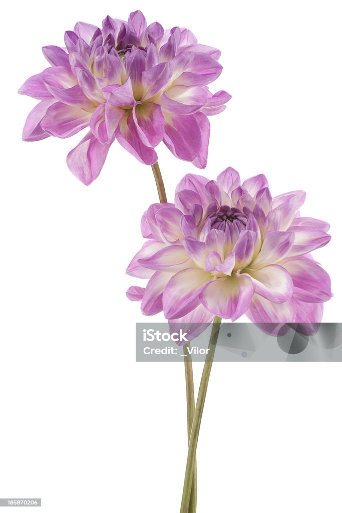 dalia - Foto stock royalty-free di Argyranthemum frutescens
